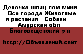 Девочка шпиц пом мини - Все города Животные и растения » Собаки   . Амурская обл.,Благовещенский р-н